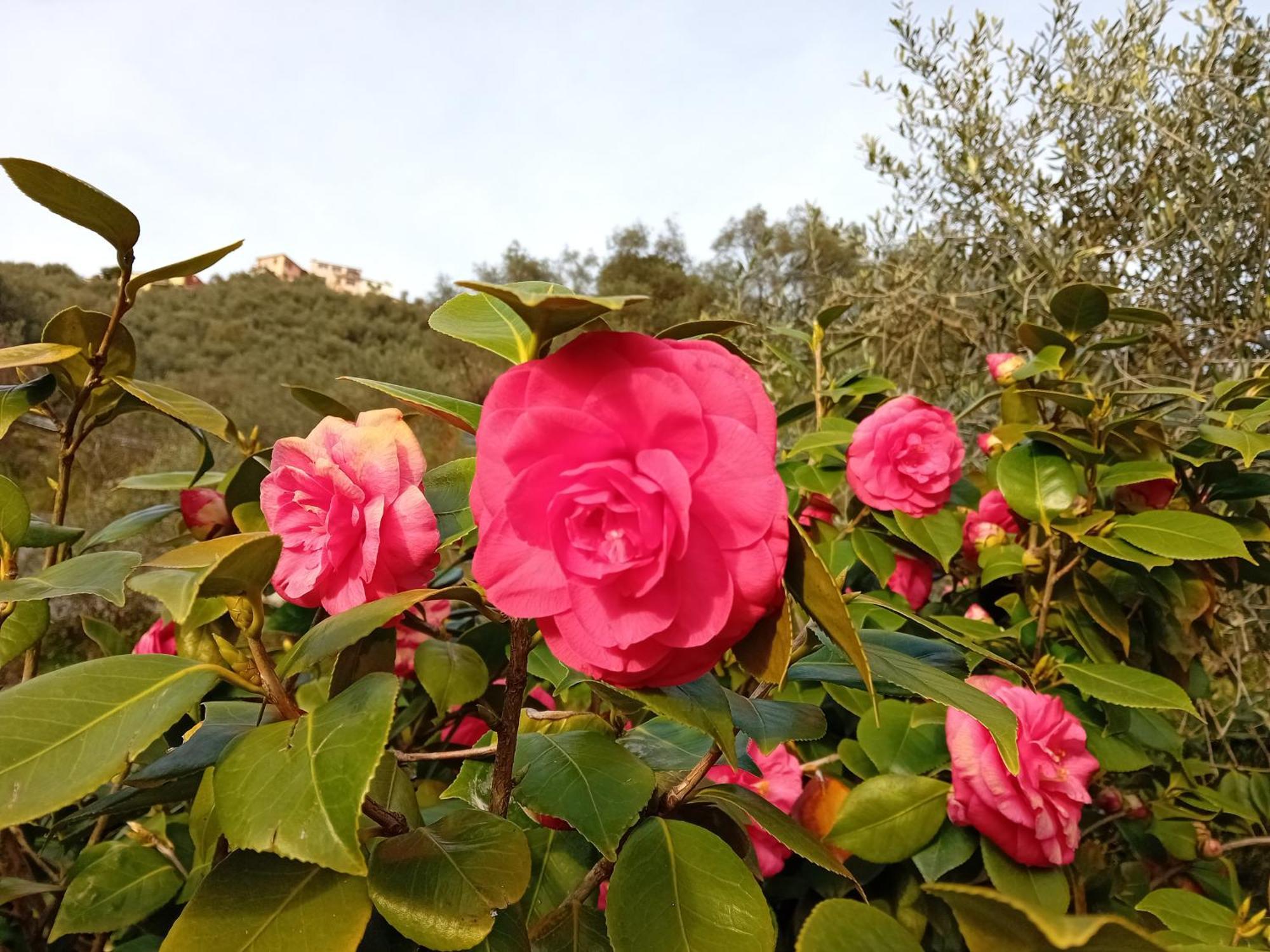 B&B Vignola Levanto Eksteriør billede